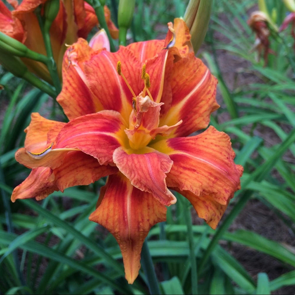 Meet your Posher, Grace